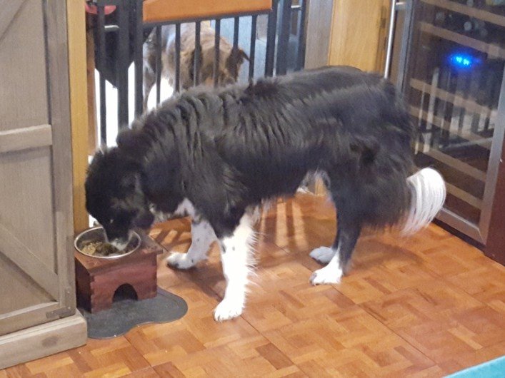 Laser Cut Dog Bowl Stand